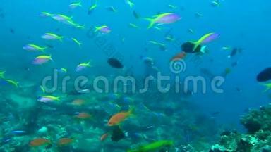在马尔代夫<strong>海底</strong>的清澈<strong>海底</strong>背景下，鱼群发光。